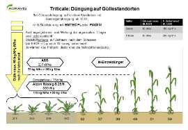 Getreide-Düngung: Einsatz Von Blattdünger